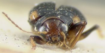 Media type: image;   Entomology 9803 Aspect: head frontal view